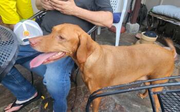Rozee -  Vizsla Dog for Adoption in Plano, Texas - Rozee | PetCurious