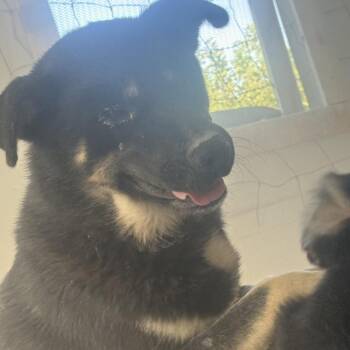 Jackson -  Boxer and Husky Dog for Adoption in Tacoma, Washington - Jackson | PetCurious