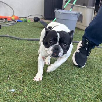 French Bulldog and Boston Terrier Dogs Available for Adoption - Ophelia | PetCurious