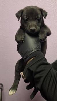 61621433 -  Shepherd and Mixed Breed Dog for Adoption in El Paso, Texas - 61621433 | PetCurious