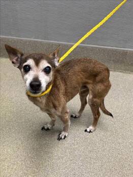 Chihuahua Dogs Available for Adoption - ROCKSTEADY | PetCurious