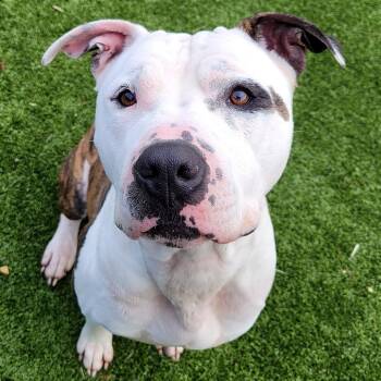 Mixed Breed Dogs Available for Adoption in Nashville, Indiana - Spot | PetCurious
