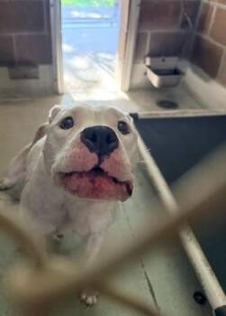 Nugget -  Mixed Breed Dog for Adoption in Savannah, Georgia - Nugget | PetCurious