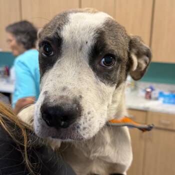 Sunrise -  Terrier and Mixed Breed Dog for Adoption in Marshall, Texas - Sunrise | PetCurious