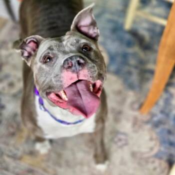 Labrador Retriever Dogs Available for Adoption in Warwick, Rhode Island - BLUEBELLE - Local | PetCurious