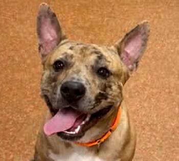 Scar -  Hound and Pit Bull Terrier Dog for Adoption in Euclid, Ohio - Scar | PetCurious