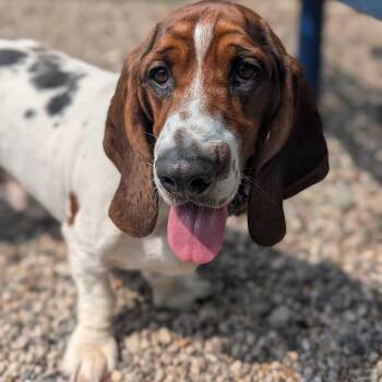 Doofy -  Mixed Breed and Basset Hound Dog for Adoption in West Olive, Michigan - Doofy | PetCurious