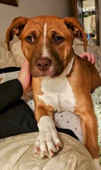 Rescue Pit Bull Terrier Dogs for Adoption in Germantown, Ohio - Bebe Doll | PetCurious