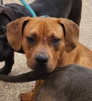 Rescue Terrier and Mixed Breed Dogs for Adoption in Tyler, Texas - Scooby | PetCurious