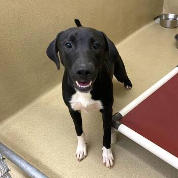 Zuzu -  Black Labrador Retriever and Pointer Dog for Adoption in Monroe, Georgia - Zuzu | PetCurious