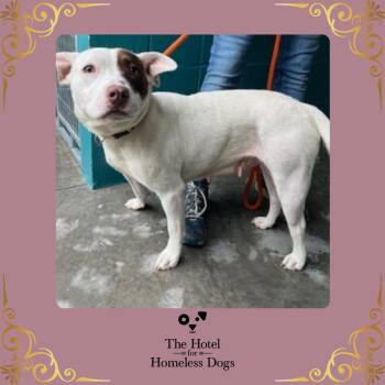 American Staffordshire Terrier and Terrier Dogs Available for Adoption in Cumberland, Rhode Island - Annika | PetCurious