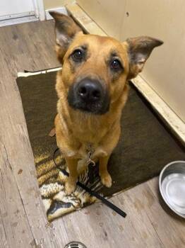 German Shepherd Dog and Labrador Retriever Dogs Available for Adoption in Port Alberni, British Columbia - Nova | PetCurious
