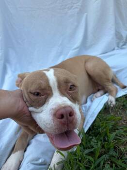 Shelly -  Mixed Breed Dog for Adoption in Winnsboro, South Carolina - Shelly | PetCurious