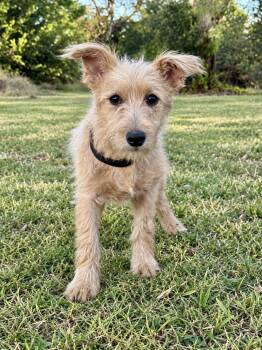 Lennox -  Terrier Dog for Adoption in Helotes, Texas - Lennox | PetCurious