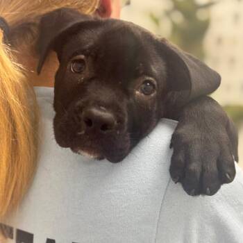 Mixed Breed Dogs Available for Adoption in Chesapeake, Virginia - Stitch | PetCurious