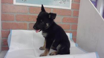 FRANNY -  German Shepherd Dog and Mixed Breed Dog for Adoption in Houston, Texas - FRANNY | PetCurious