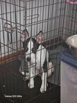 Beatrice -  Husky and German Shepherd Dog Dog for Adoption in Waterloo, Iowa - Beatrice | PetCurious