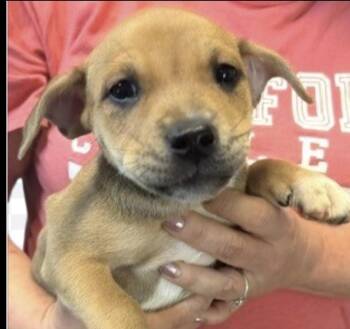 Nitro -  Terrier Dog for Adoption in Copiague, New York - Nitro | PetCurious