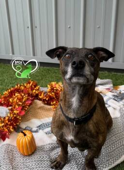 ZAC -  Boxer Dog for Adoption in Delson, Quebec - ZAC | PetCurious