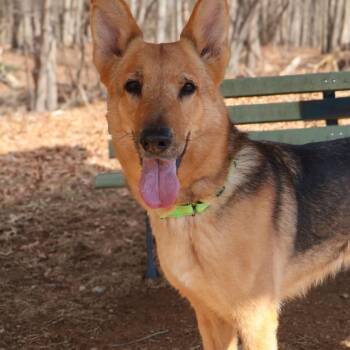 German Shepherd Dog Dogs Available for Adoption - Nonnie (26-091) | PetCurious