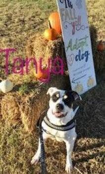 Staffordshire Bull Terrier Dogs Available for Adoption - Tanya | PetCurious