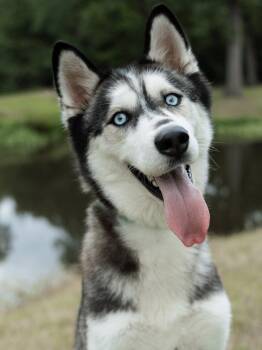 Siberian Husky Dogs Available for Adoption in Carrollton, Texas - Adriana *Foster Needed* | PetCurious