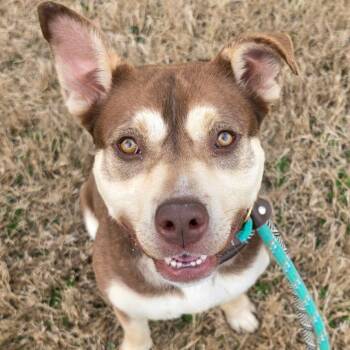 Sadie Bear -  Terrier and Mixed Breed Dog for Adoption in St. Louis, Missouri - Sadie Bear | PetCurious