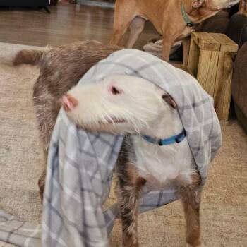 Remi -  Mixed Breed Dog for Adoption in Marion, Illinois - Remi | PetCurious