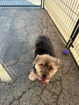 Duke -  Yorkshire Terrier Dog for Adoption in Broken Arrow, Oklahoma - Duke | PetCurious