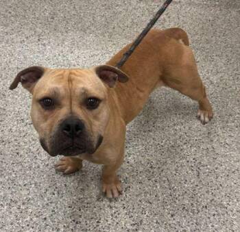 Pit Bull Terrier and Mixed Breed Dogs Available for Adoption in Kansas City, Missouri - Tater Tot | PetCurious