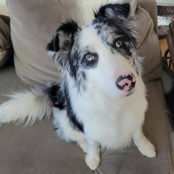Border Collie Dogs Available for Adoption - Riley | PetCurious