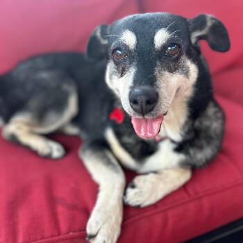Skyler -  Rat Terrier and Miniature Pinscher Dog for Adoption in Newport Beach, California - Skyler | PetCurious
