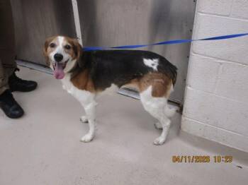 Foxhound Dogs Available for Adoption in Marietta, Georgia - Rona(22) | PetCurious