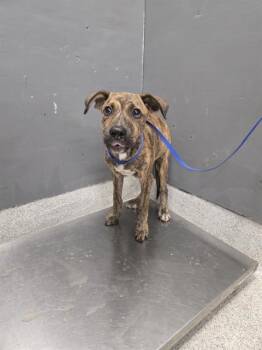 CORNBREAD -  German Shepherd Dog and Mixed Breed Dog for Adoption in Tallahassee, Florida - CORNBREAD | PetCurious