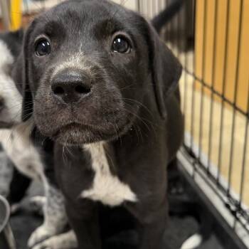 Maple- 090903U -  Black Labrador Retriever and Mixed Breed Dog for Adoption in Tupelo, Mississippi - Maple- 090903U | PetCurious