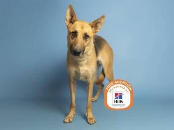 DAISY -  German Shepherd Dog Dog for Adoption in Phoenix, Arizona - DAISY | PetCurious