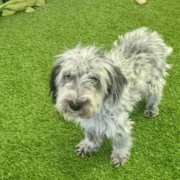 Walker -  Poodle and Mixed Breed Dog for Adoption in Huntsville, Alabama - Walker | PetCurious