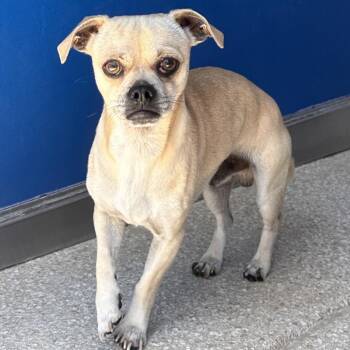 Brumby -  Chihuahua and Pug Dog Available for Adoption in Reno, Nevada - Brumby | PetCurious