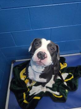 Pit Bull Terrier Dogs Available for Adoption - Bandito | PetCurious