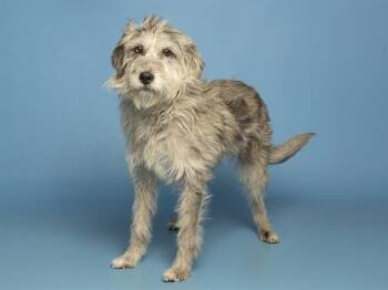 Schnauzer and Mixed Breed Dogs Available for Adoption in Phoenix, Arizona - KELLY | PetCurious