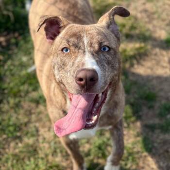 Zinna -  Husky and Labrador Retriever Dog for Adoption in Fort Smith, Arkansas - Zinna | PetCurious