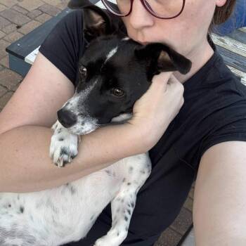 Terrier and Cattle Dog Dogs Available for Adoption - Eryn *Arriving 5/16* D11142 | PetCurious