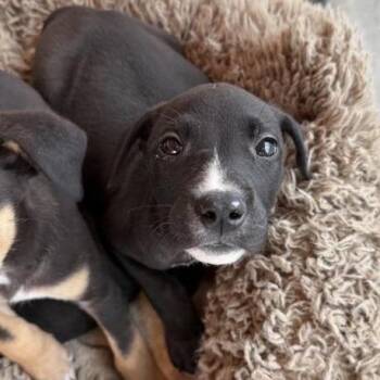 Andy -  Mixed Breed Dog for Adoption in Bentonville, Arkansas - Andy | PetCurious