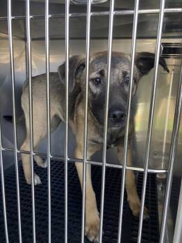 Mixed Breed Dogs Available for Adoption - NANCY | PetCurious