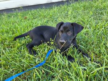 Bear -  Black Labrador Retriever Dog for Adoption in Salem, New Hampshire - Bear | PetCurious