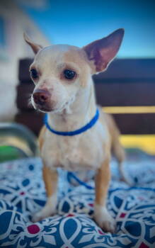 Rescue Chihuahua Dogs for Adoption in Pacolet, South Carolina - GiGi Mar 25 | PetCurious