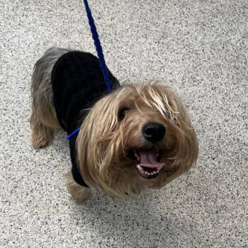 Yorkshire Terrier Dogs Available for Adoption in Oak Park, Illinois - Ramsey | PetCurious
