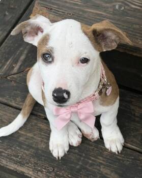 Terrier Dogs Available for Adoption - Valerie | PetCurious