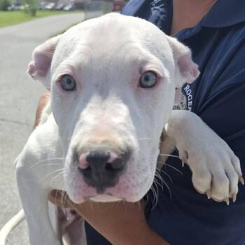 Mixed Breed Dogs Available for Adoption in Bentonville, Arkansas - Krypto | PetCurious