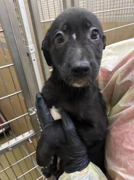 Sagira -  Mixed Breed Dog for Adoption in Hobbs, New Mexico - Sagira | PetCurious